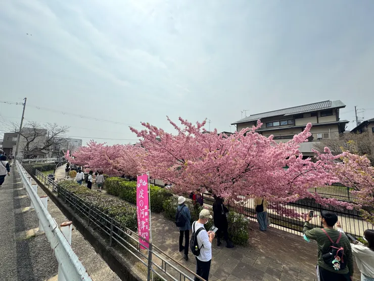 步行約10分鐘, 即可抵達淀川沿岸的河津櫻