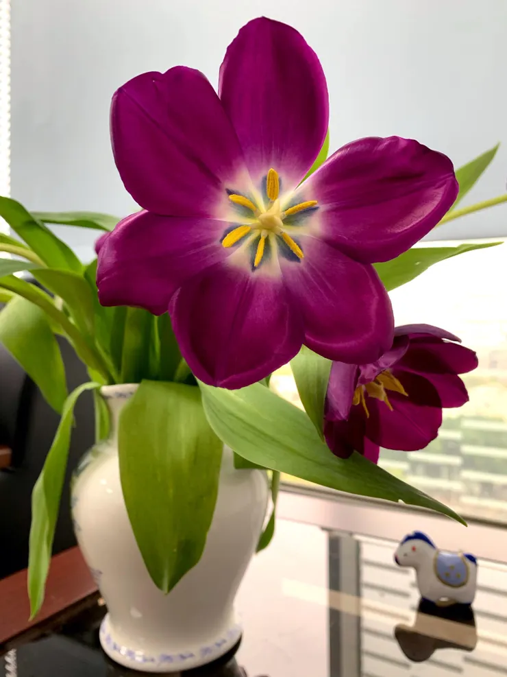 筆直盛開,是短暫的張力與保護。