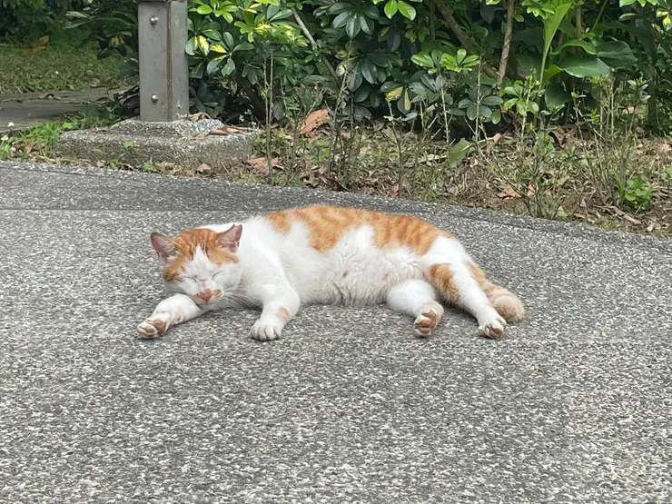路邊慵懶貓貓