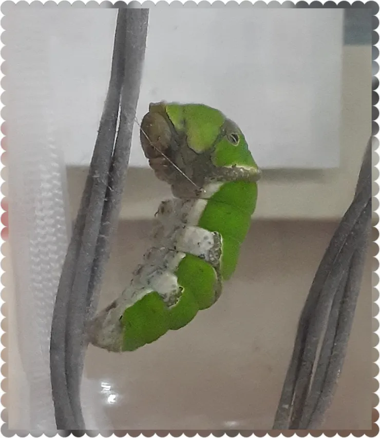 小腳爬過鐵絲都弄髒了