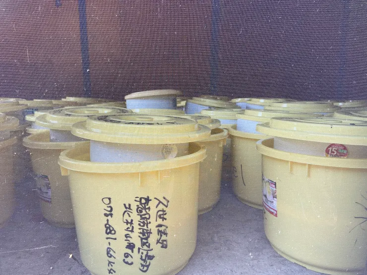 鹽漬中的鮒寿司（YUKEN攝）