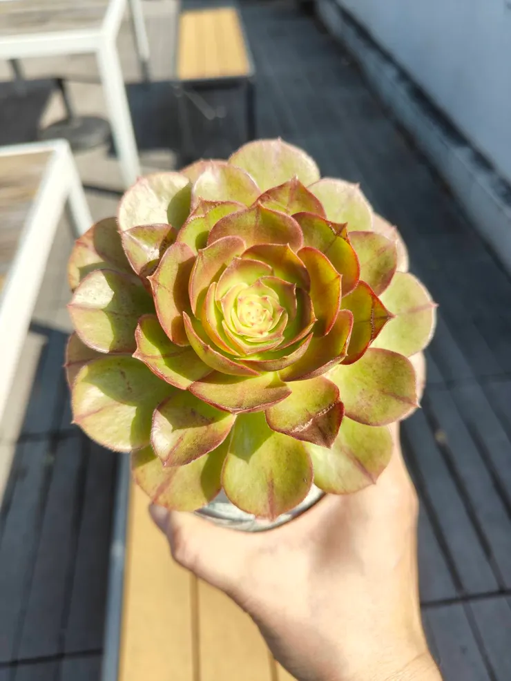 這株也是養了很久的法師 3/10拍攝
