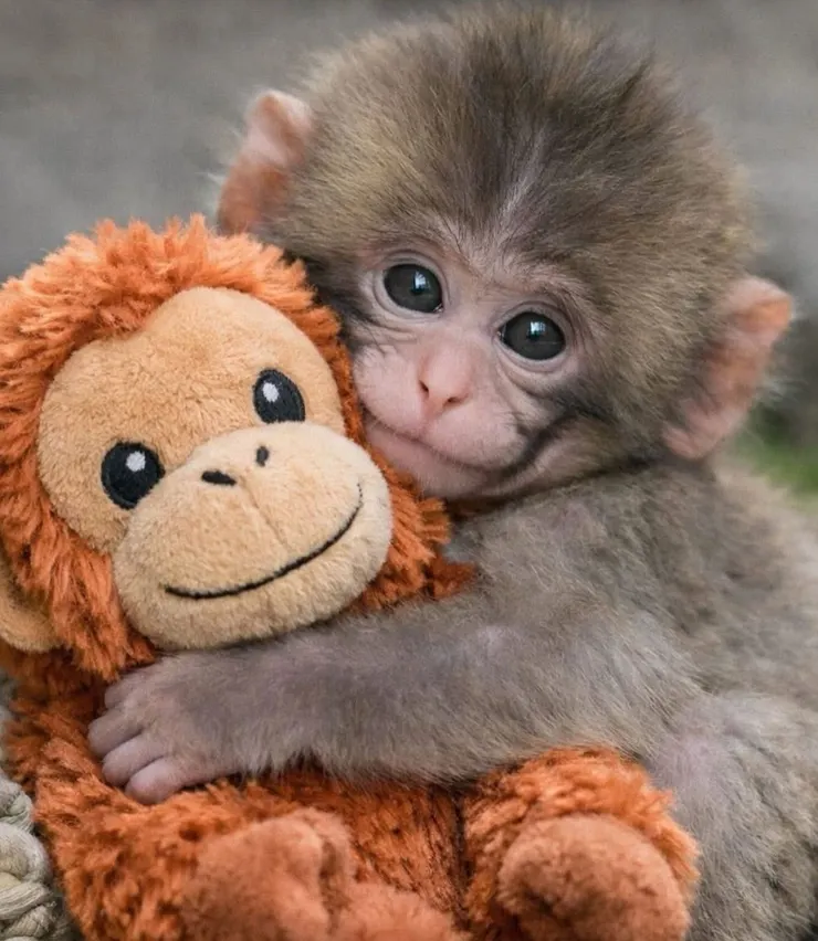 パンチ君。IG: icr_sho