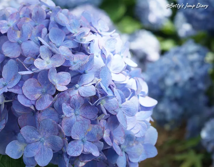 ▲桃園龍潭「穧粑崠咖啡農場」、「越軌咖啡」/ 圖片來源：Betty's Jump Diary