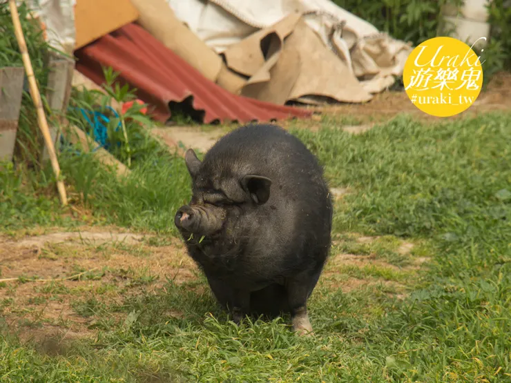 是伊比利亞豬？