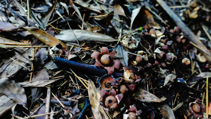 地星~成株~會爆開成星狀