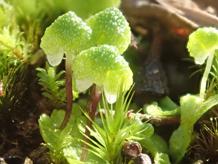 德拉蒙星藻(Asterella drummondii)