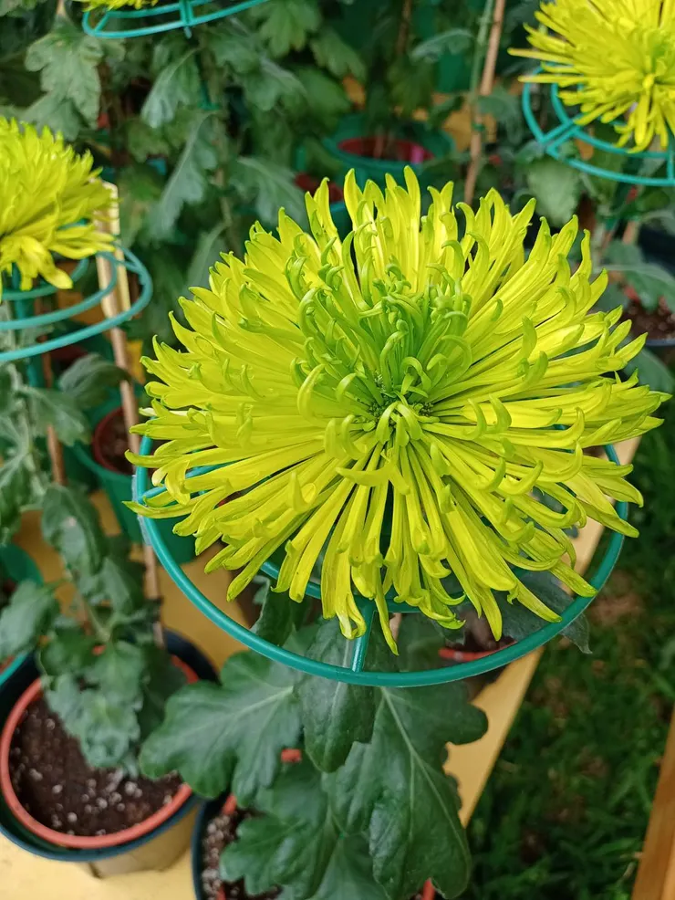 花名：綠絲菊。