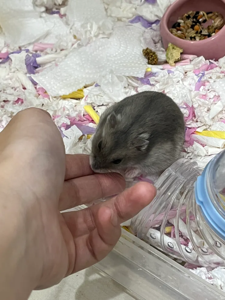 我的手有味道嗎（？（認養人小吉小利的媽咪提供）