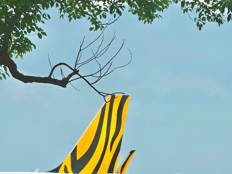 剛抵達機場，就看到了老虎尾巴