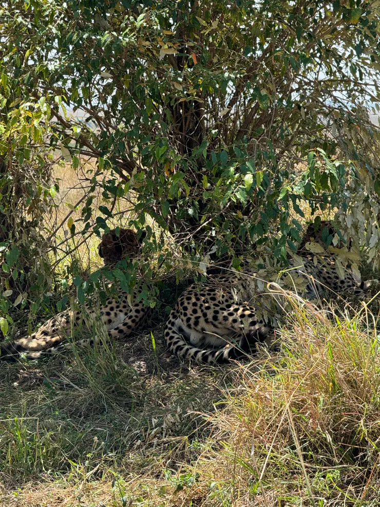 這樣的保護色,從遠方看我根本找不到動物啦!(獵豹cheetahs)