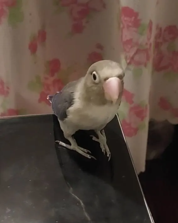 src