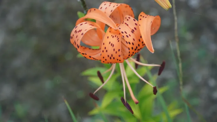 村中種植的花卉