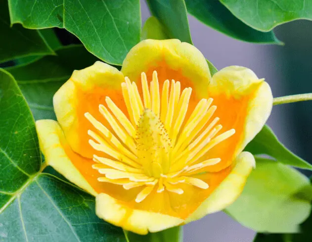 鵝掌楸(Liriodendron&nbsp;chinense)