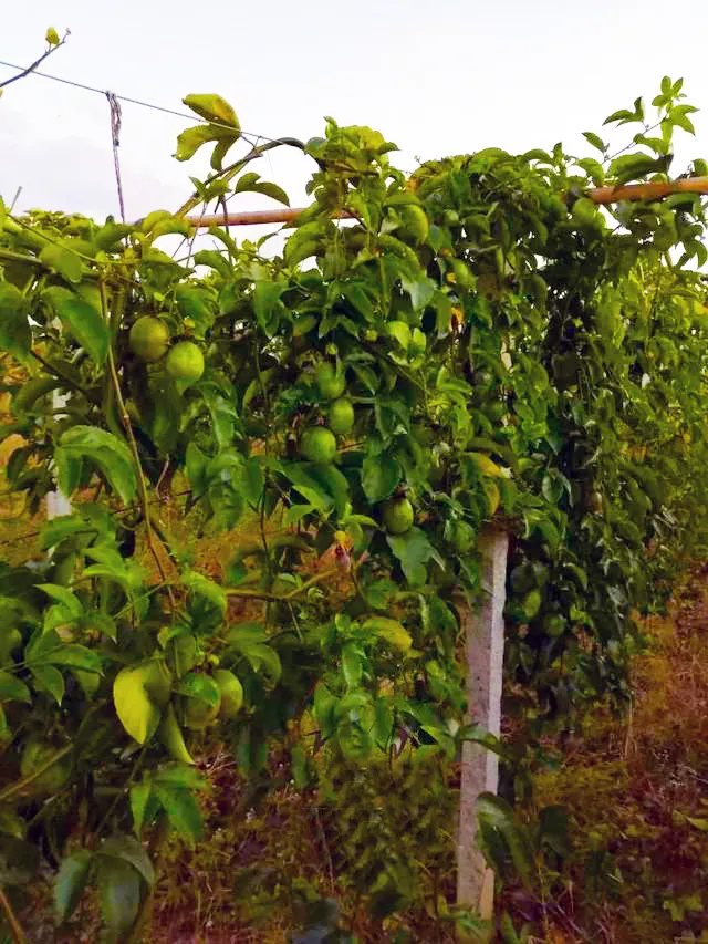 圍籬上的百香果