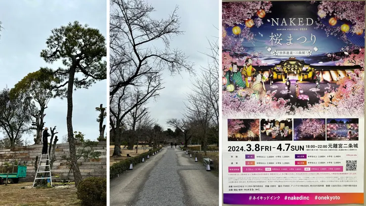 左：修剪黑松的園丁3。 中：櫻花皆沉睡的清流園。 右：二條城的「NAKED櫻花祭2024」海報。