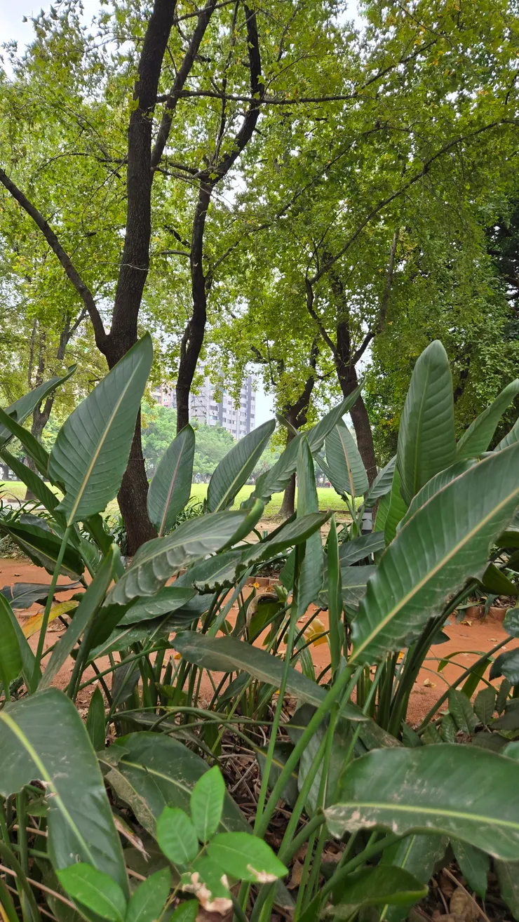 夏令1212寫于榮星花園