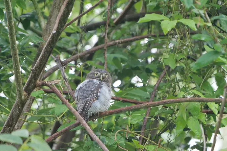 Jungle Owlet
