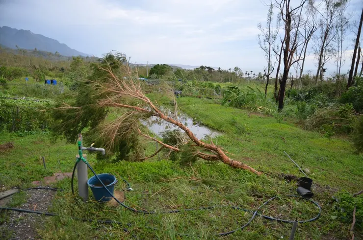 不再種澳洲茶樹了