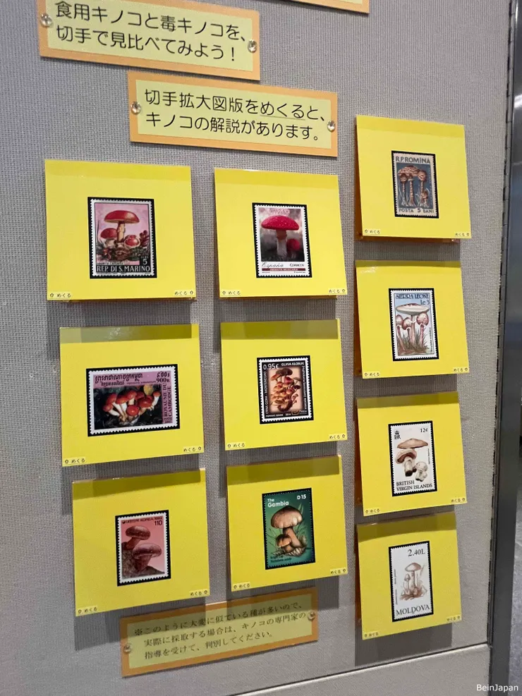 菇類小學堂，哪些有毒？安全可食用？