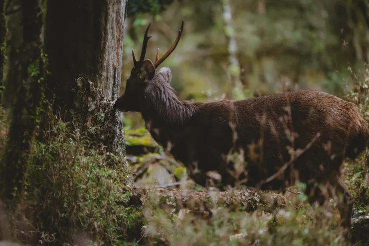 牠好像沒有想到理會我們的意思。