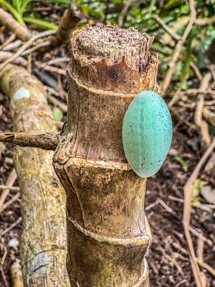 發現一可愛QQ的小綠球，好奇查了一下，可能是背刺蛾幼蟲～💚