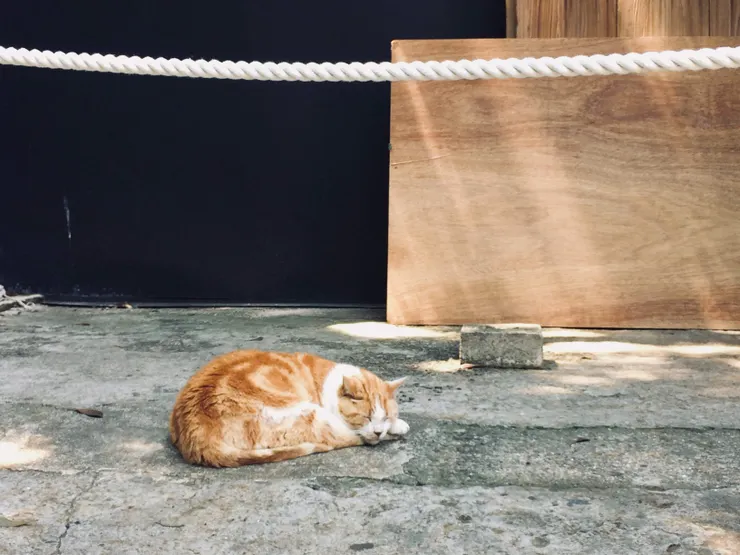 江之島的伙食大概很不錯，貓貓們都很肥。