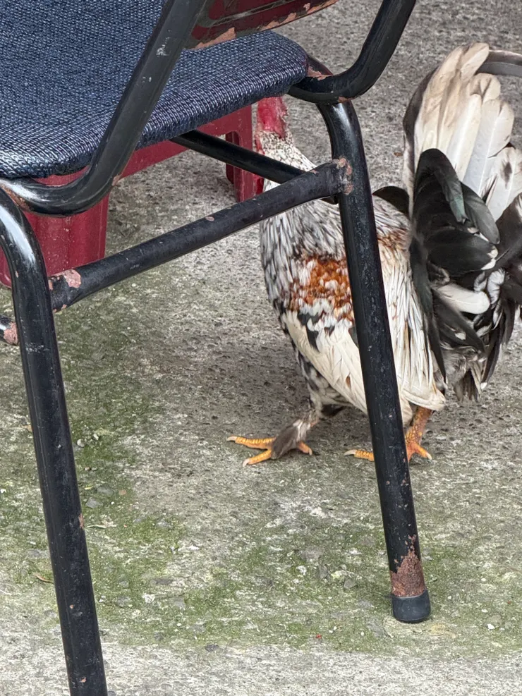 2026/01/10 不怕人的雞