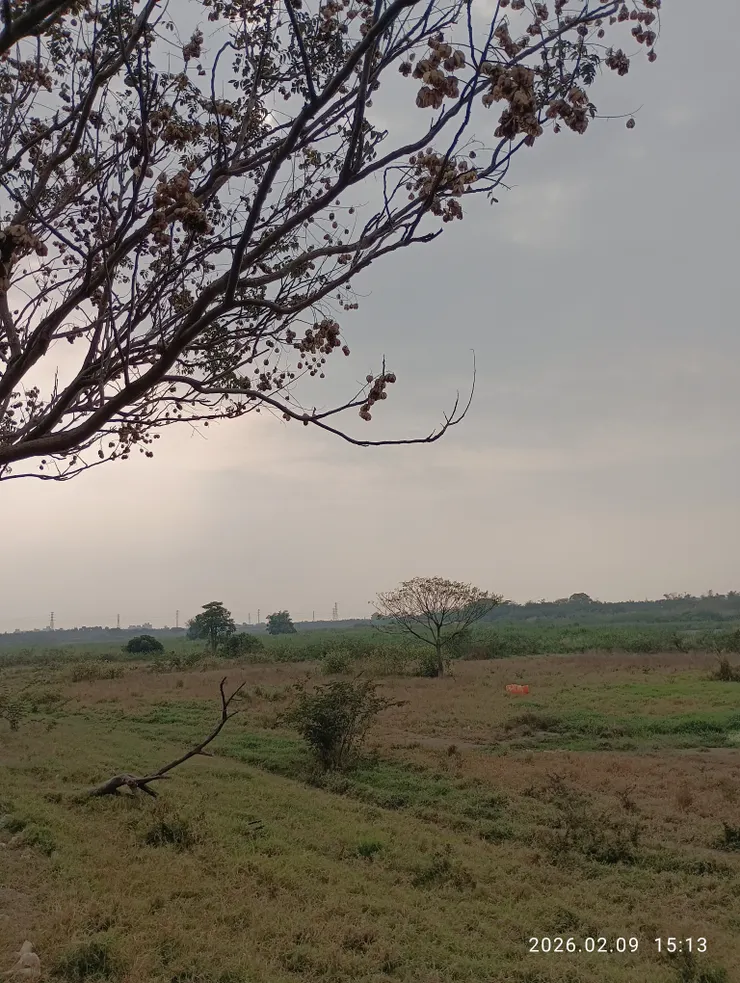 孤寂飛上詩句冷