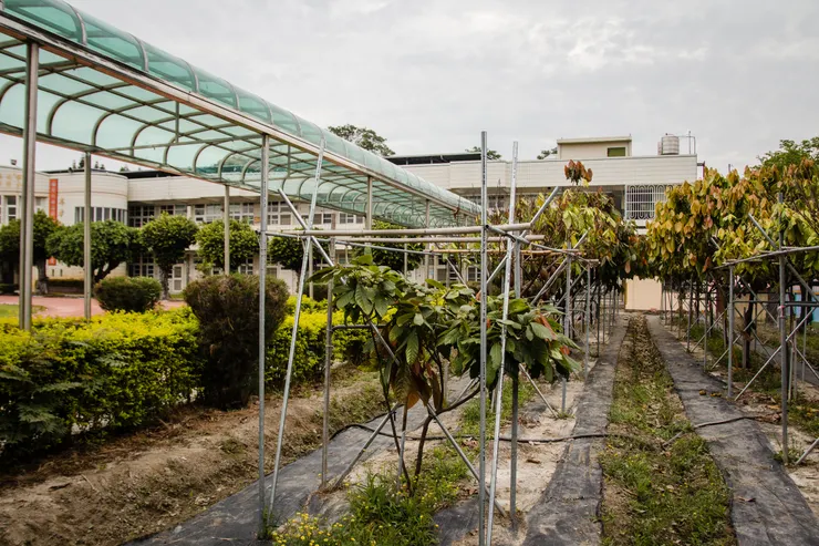 德興國小校內可可種植示範/教學區