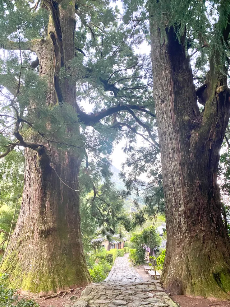 多富氣王子旁的夫妻樹