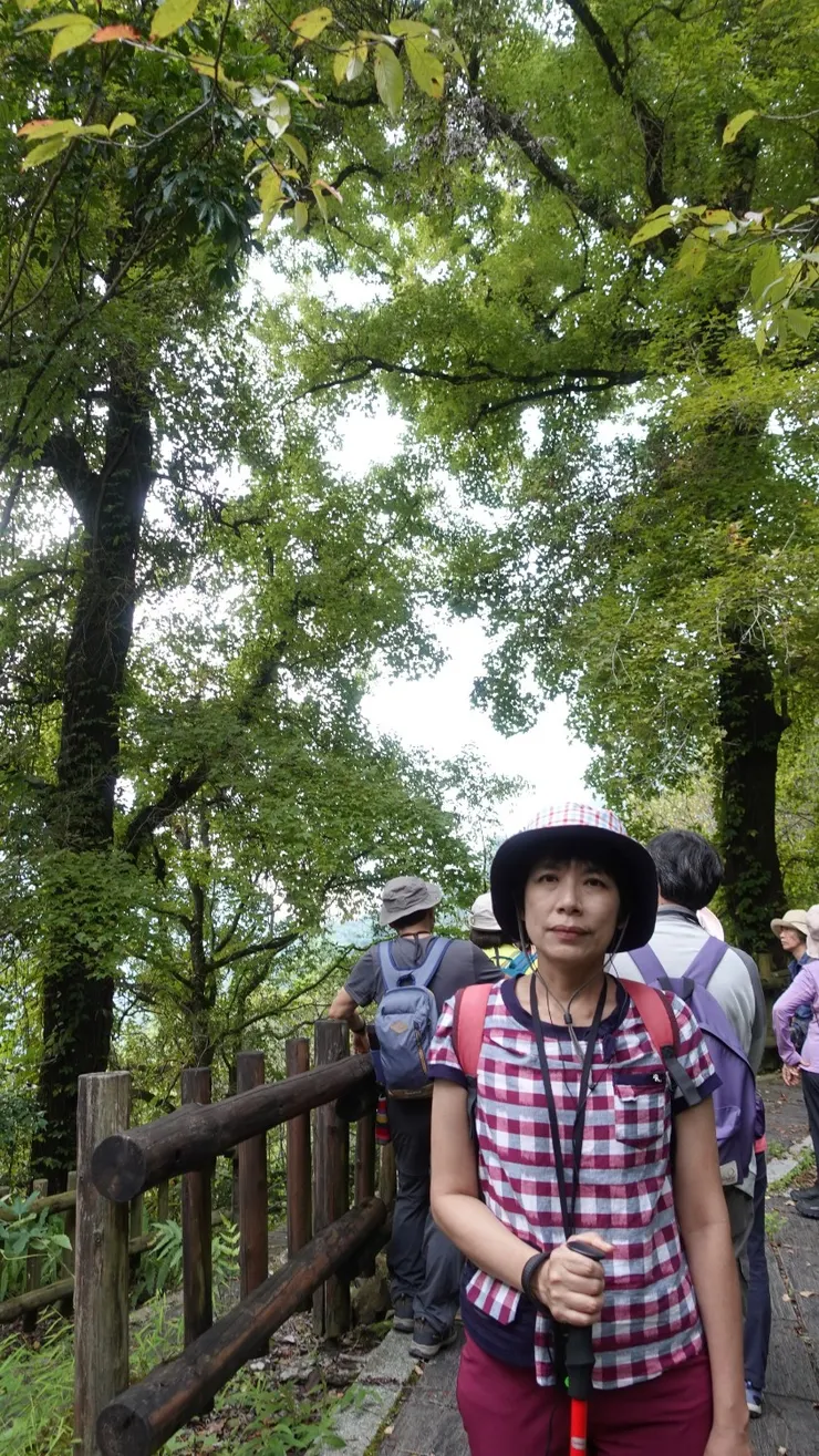 高大的楓樹 佇立在原里佳神社參道兩旁