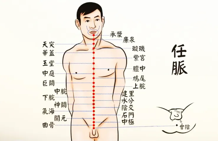 任脈：從會陰穴到承漿穴。（圖片來源：談古論今話中醫）