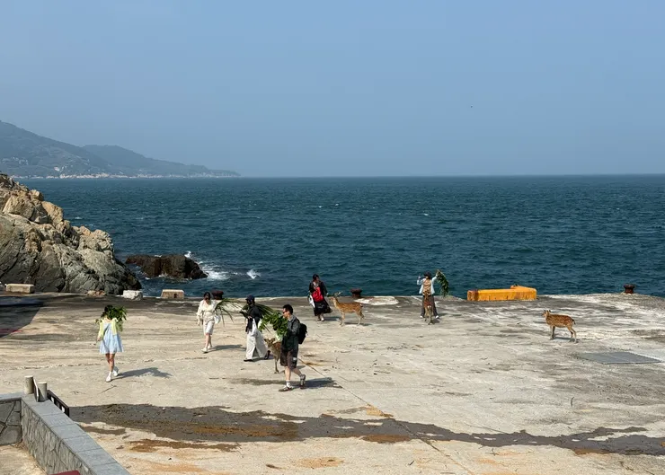 港口就有梅花鹿等著人類餵食