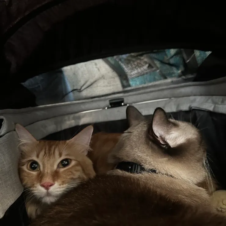 在車上也要隨時注意貓的狀態