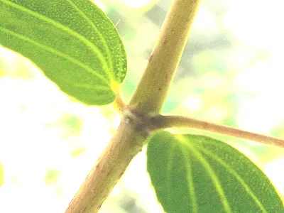 src