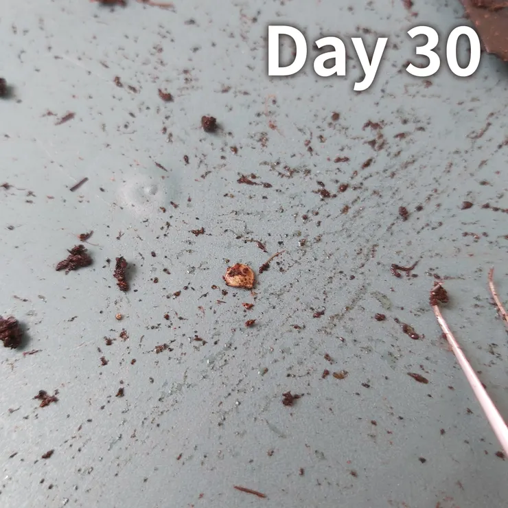 這顆裡面應該有蟲。