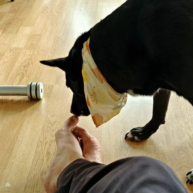 【返家小憩，阿肥對舔腳丫子很有興趣，女人們怕癢不給舔，就找不怕癢的我，果真比老婆早一天被牠當做家人。】