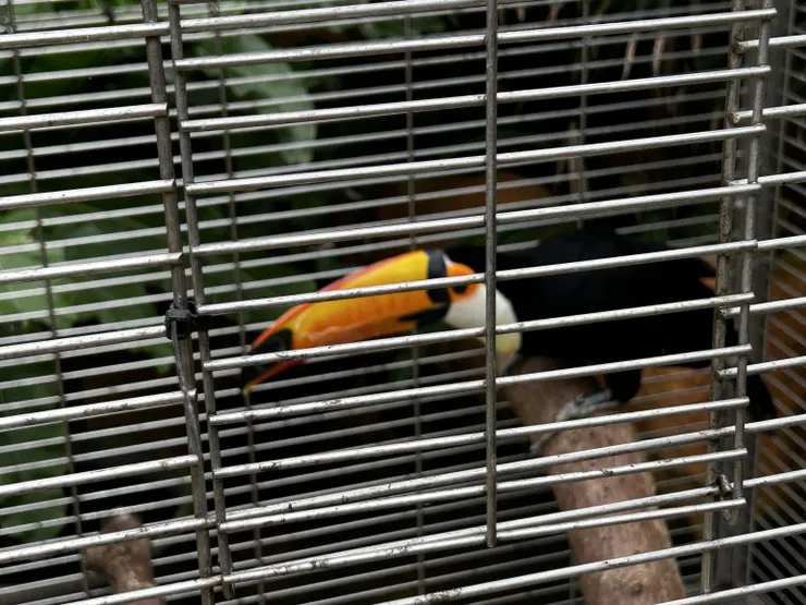 大嘴鳥