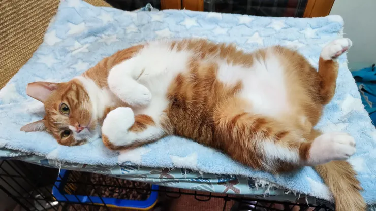 呆咪：我畢業囉！大家一起加油！