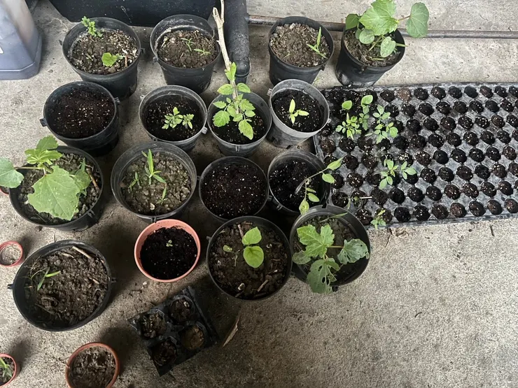 種子們還是沒有發芽,不知道是不是失敗了。但已經發芽的已經長很高了,真不愧是秋葵、番茄跟茄子。本來以為冒芽的種子,發現好像是雜草。我的紫羅蘭跟草莓加油啊。