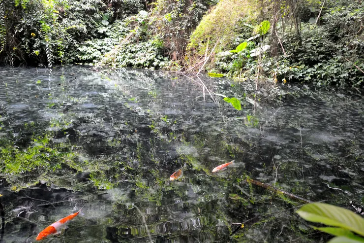 【四十二份溪流湧泉依舊清澈見底 山水如恆但人皆無恙多麼不容易】