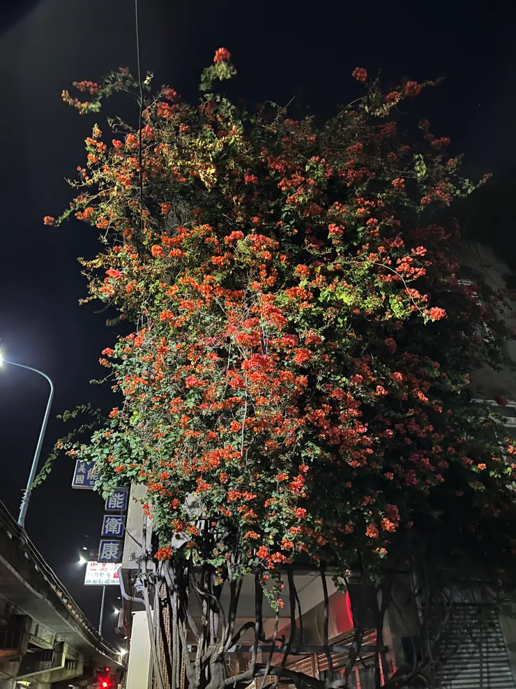 路邊的植物
