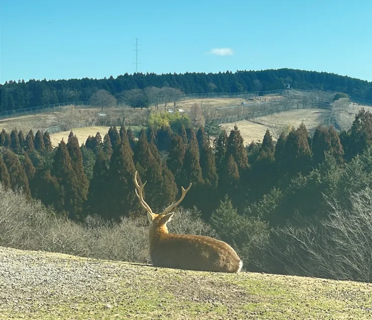 一隻獨處且悠哉在發呆的鹿