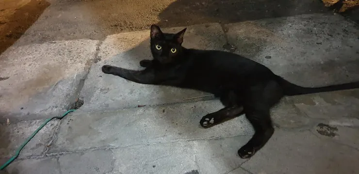 餵養了四年的浪浪 - 喵喵