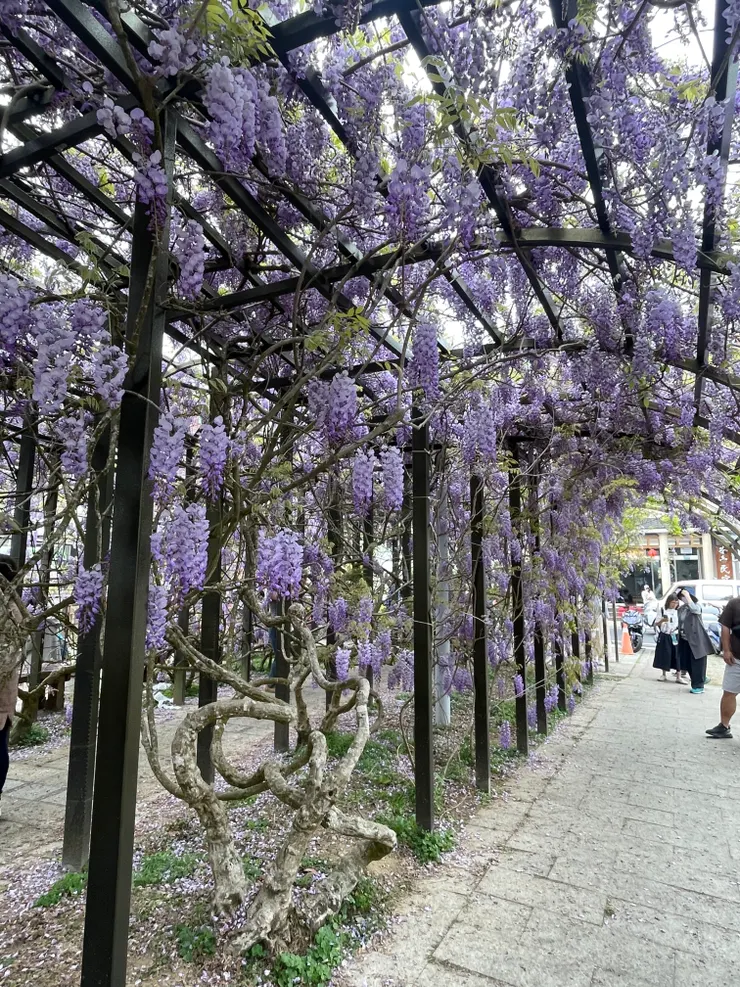 瑞里茶壺紫藤花花廊