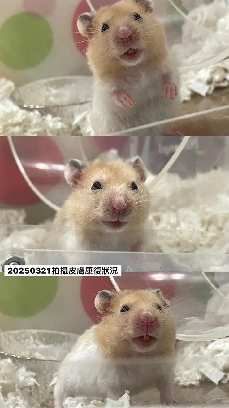 多比一天天皮膚狀況越來越好了