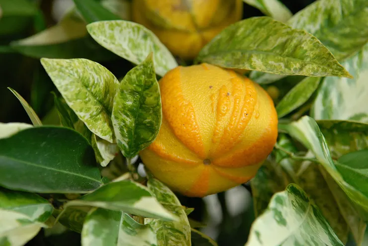 苦橙樹圖片來源:維基百科