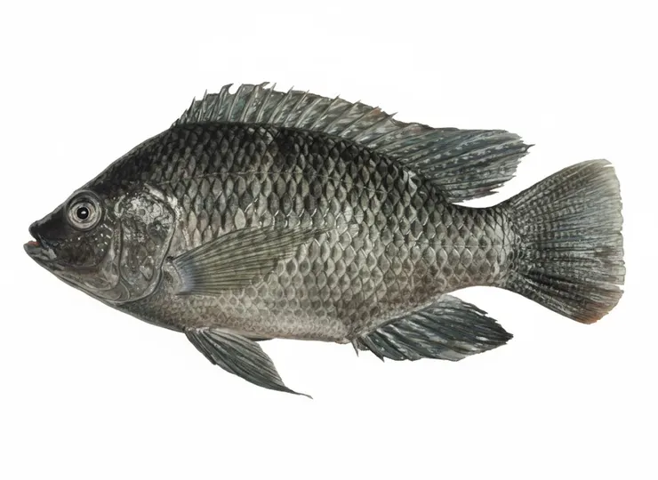 臺灣鯛（俗稱吳郭魚）是一般國民的廉價美食海鮮。