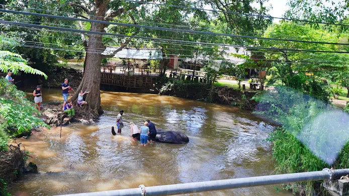 付費幫大象洗澡體驗
